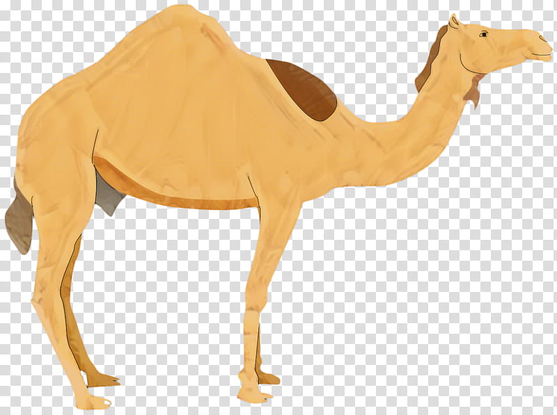 Animal, Dromedary, Bactrian Camel, Ecoregion, Neck, Snout, Meter, Camelid transparent background PNG clipart