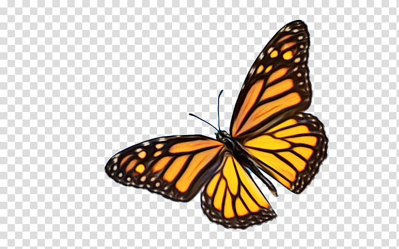 Monarch butterfly, Watercolor, Paint, Wet Ink, Butterflies, Insect, Owl Butterflies, Caterpillar transparent background PNG clipart