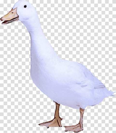 bird duck beak water bird goose, Ducks Geese And Swans, Waterfowl, Pigeons And Doves, Snow Goose, Live, Gull, Seabird transparent background PNG clipart