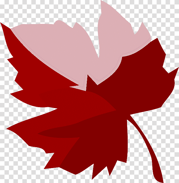 Rose, Flower, Rose Family, Leaf, Petal, Maple Leaf M, Tree transparent background PNG clipart