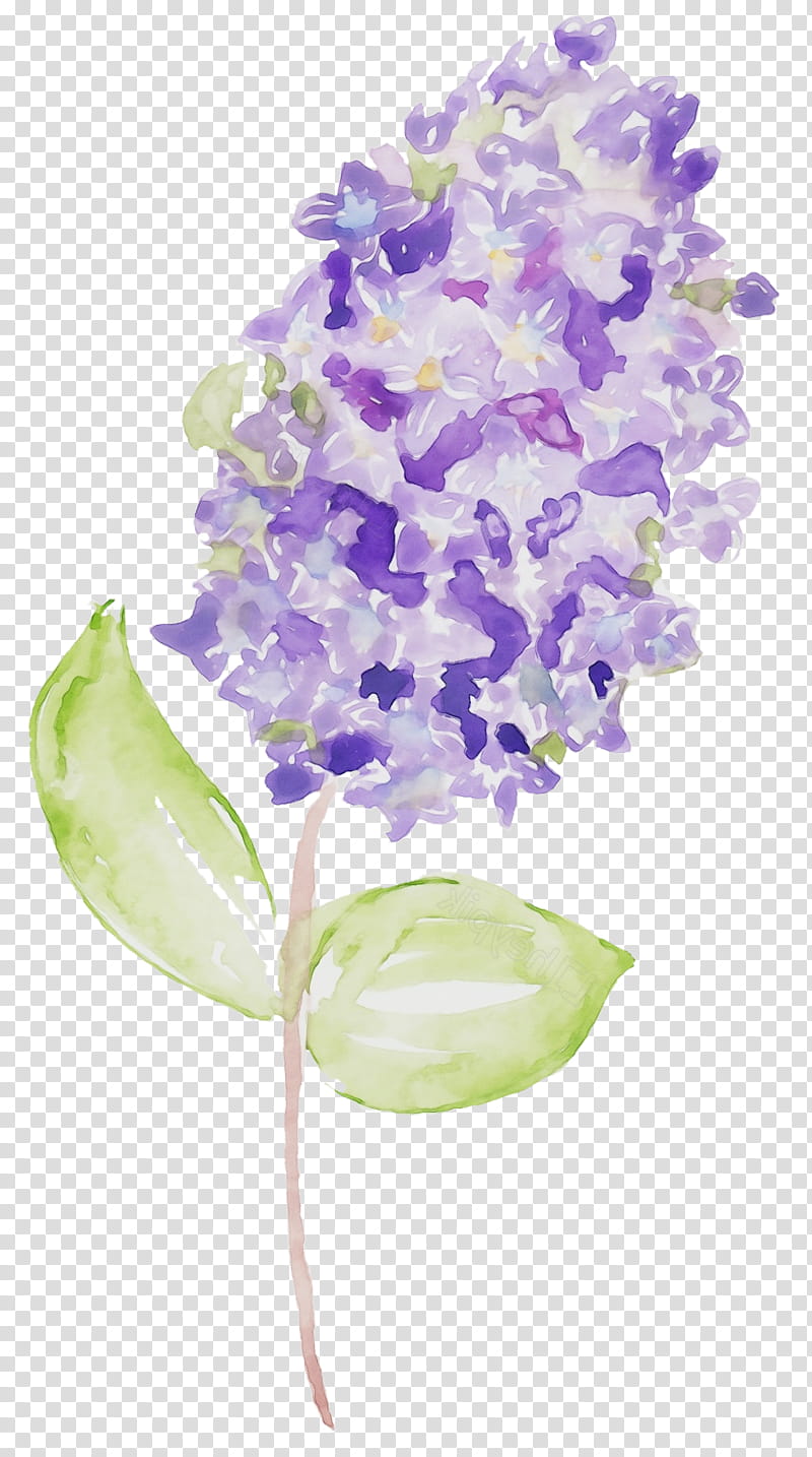 Lavender, Watercolor, Paint, Wet Ink, Flower, Purple, Lilac, Cut Flowers transparent background PNG clipart