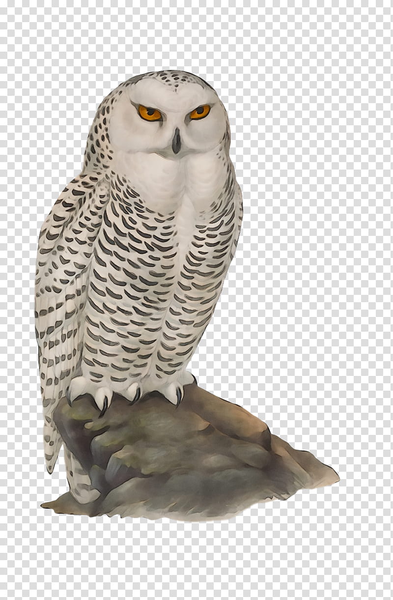 great grey owl falcon hawk owls beak, Watercolor, Paint, Wet Ink, Fra5q8 transparent background PNG clipart