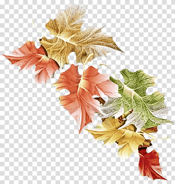 flower leaf maple leaf / m plant plant structure, Maple Leaf M, Biology, Science transparent background PNG clipart