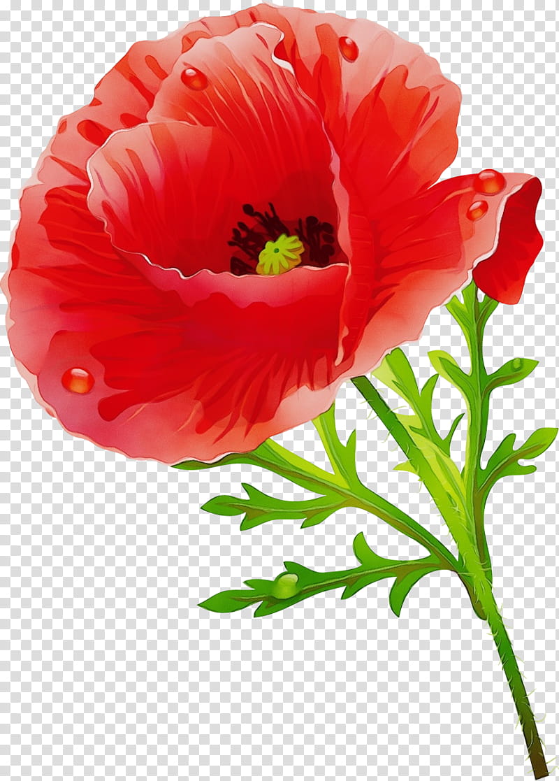 flower petal plant red oriental poppy, Watercolor, Paint, Wet Ink, Coquelicot, Corn Poppy, Poppy Family, Cut Flowers transparent background PNG clipart