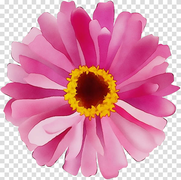 transvaal daisy chrysanthemum cut flowers marguerite daisy petal, Watercolor, Paint, Wet Ink, Magenta Telekom, Argyranthemum transparent background PNG clipart