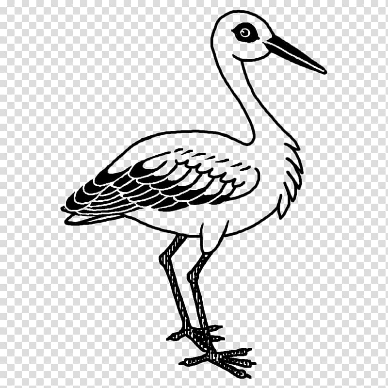 Feather, Stork, Birds, Pelecaniformes, Water Bird, Crane, Beak, Wader transparent background PNG clipart