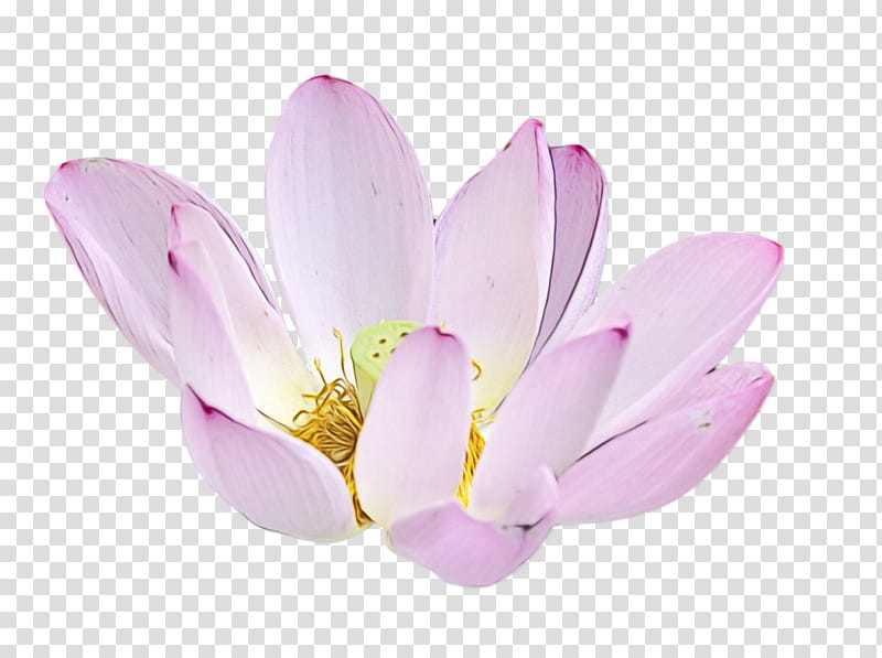 plants sacred lotus aquatic plant flower lilac, Lotus Flower, Summer Flower, Watercolor, Paint, Wet Ink, Pink, White transparent background PNG clipart