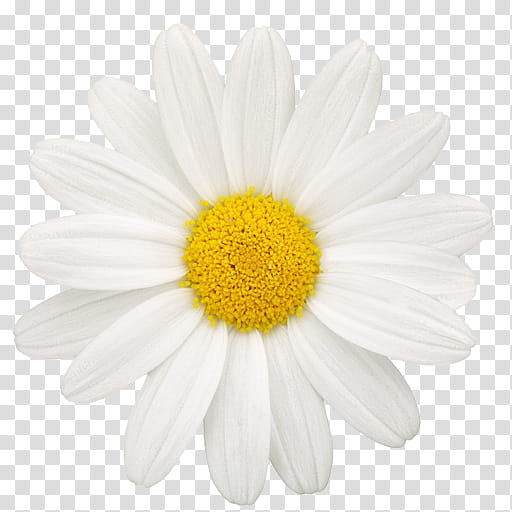 Daisy, Oxeye Daisy, Mayweed, Petal, Flower, Chamomile, Camomile, Marguerite Daisy transparent background PNG clipart