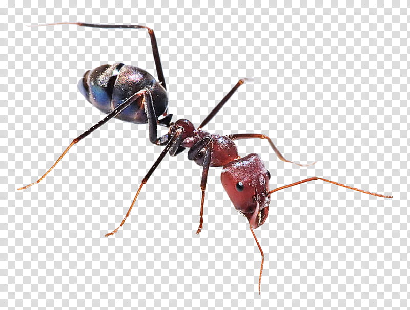 ant insect the ants black carpenter ant black garden ant, Ant Colony, Hymenopterans, Banded Sugar Ant, Red Imported Fire Ant, Tapinoma Sessile, Meat Ant, Termite transparent background PNG clipart