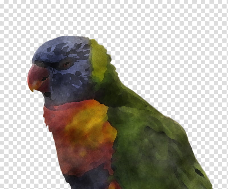 bird, Lorikeet, Parrot, Parakeet, Beak, Macaw, Budgie, Feather transparent background PNG clipart