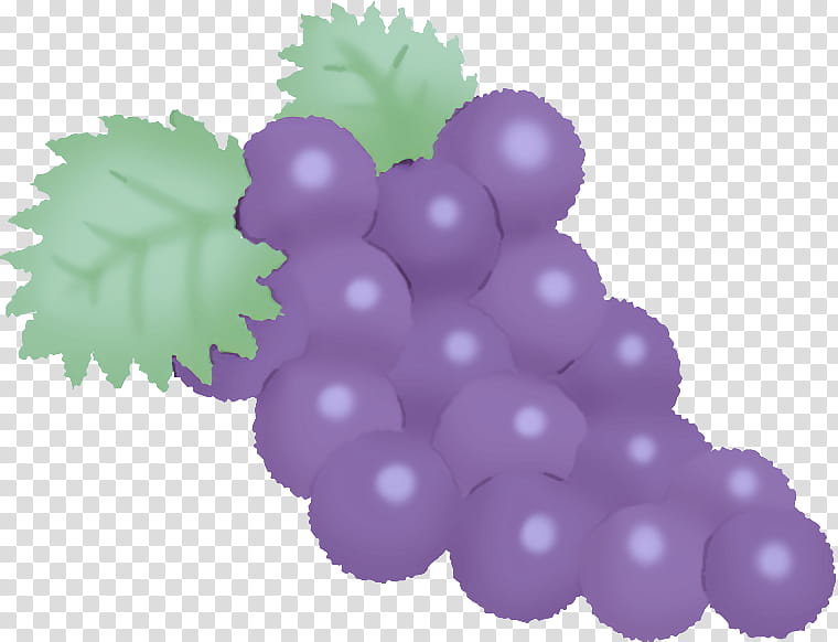 grape seedless fruit grape seed extract purple grape seed extract supplement transparent background PNG clipart