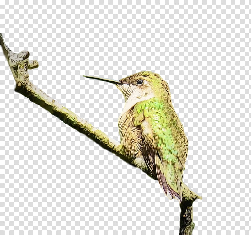 Hummingbird, Watercolor, Paint, Wet Ink, Beak, Jacamar, Rufous Hummingbird, Coraciiformes transparent background PNG clipart