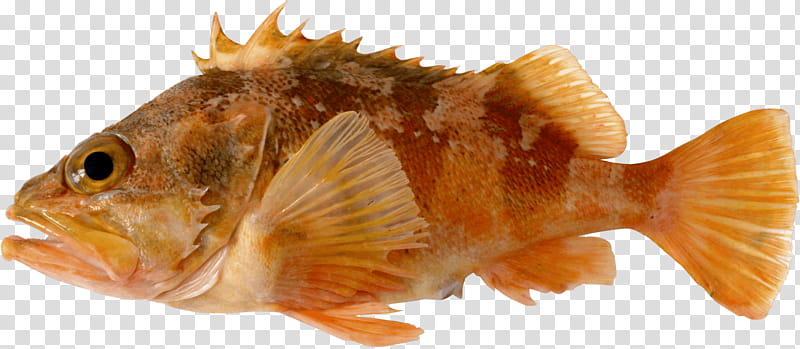 fish fish scorpionfish tail bony-fish, Bonyfish transparent background PNG clipart