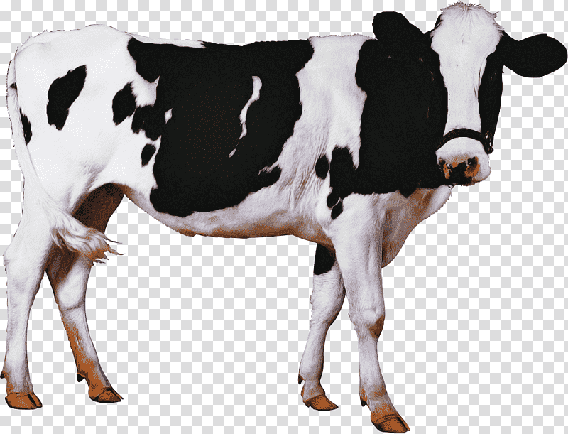 calf milk holstein friesian cattle live house cow, Live, Dairy Cattle, Sheep, Artificial Insemination, Udder, Agriculture transparent background PNG clipart