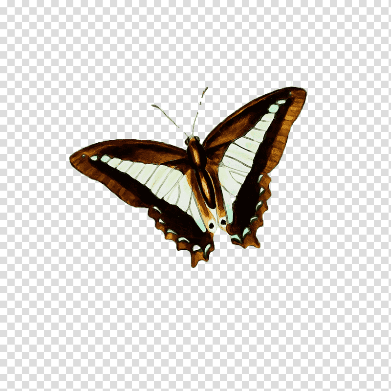 insects brush-footed butterflies moth stx eu.tm energy nr dl, Watercolor, Paint, Wet Ink, Brushfooted Butterflies, Stx Eutm Energy Nr Dl transparent background PNG clipart