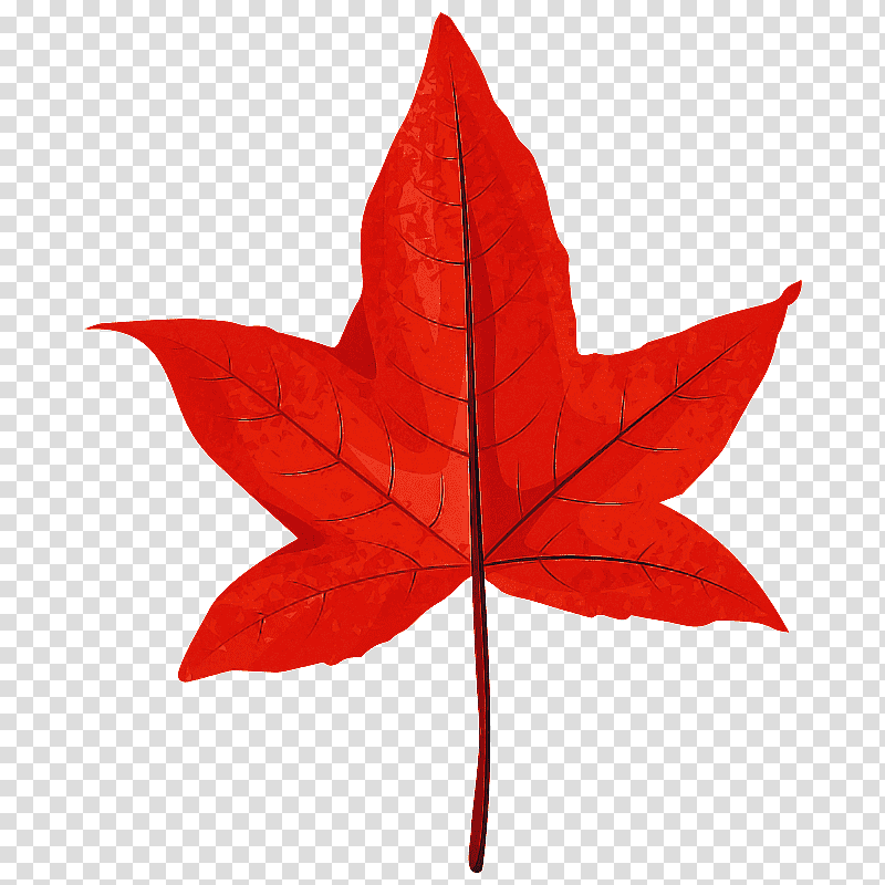 leaf maple leaf / m tree science plant, Maple Leaf M, Plant Structure, Biology transparent background PNG clipart