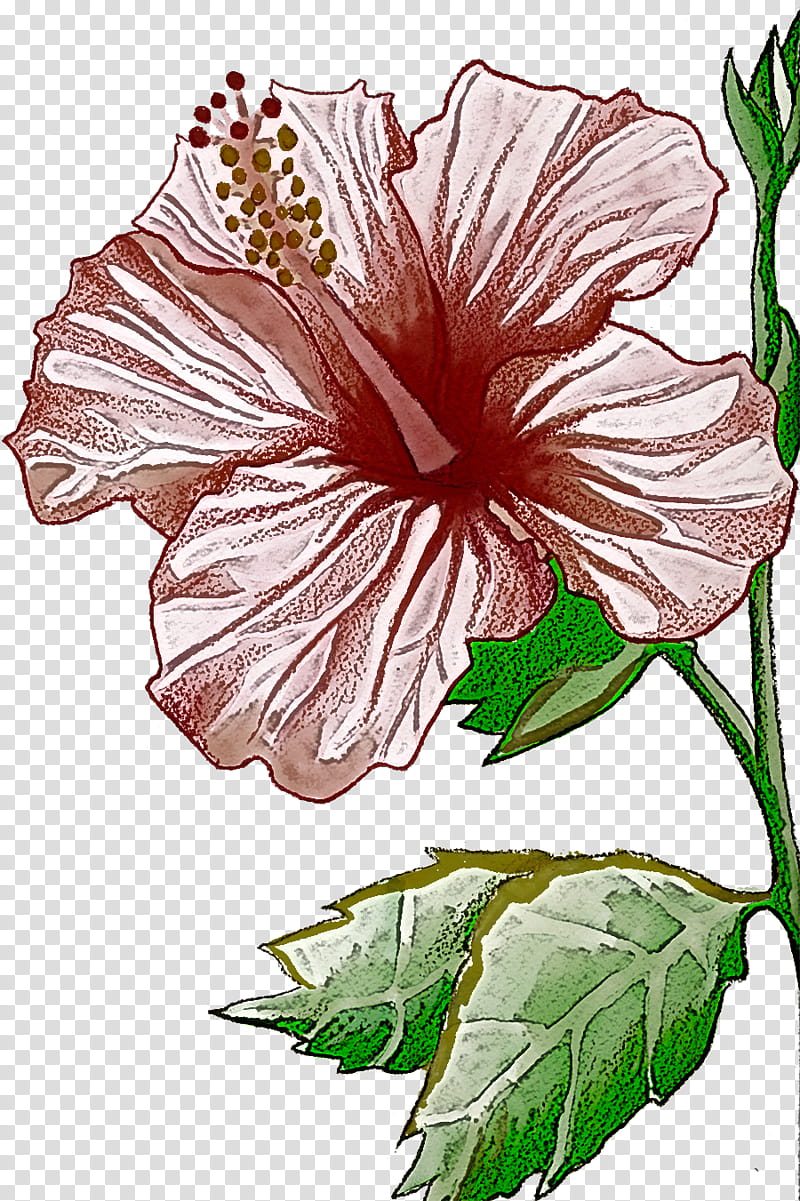 flower hibiscus hawaiian hibiscus chinese hibiscus plant, Petal, Mallow Family, Herbaceous Plant, Wildflower, Morning Glory transparent background PNG clipart