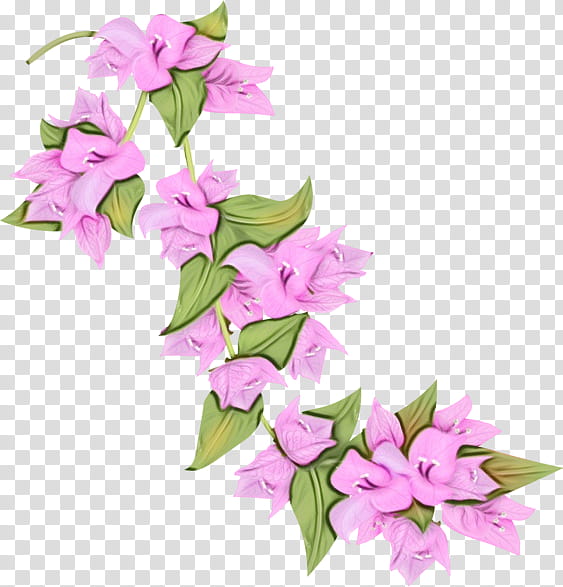 flower pink plant bougainvillea lilac, Watercolor, Paint, Wet Ink, Petal, Cut Flowers, Bouquet, Cooktown Orchid transparent background PNG clipart