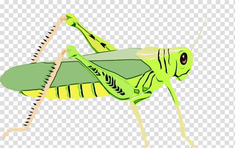 grasshopper insect locust cricket icon, Watercolor, Paint, Wet Ink, Cartoon transparent background PNG clipart