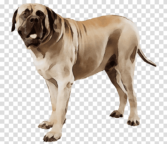 st. bernard bernese mountain dog boerboel dog breed, Watercolor, Paint, Wet Ink, St Bernard, Giant Dog Breed, Companion Dog transparent background PNG clipart
