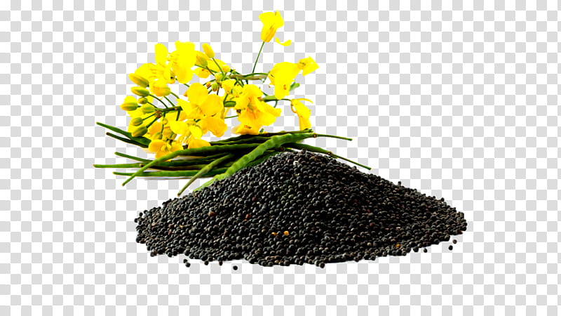 plant flower soil fennel flower transparent background PNG clipart