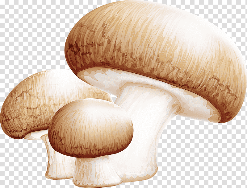 agaricus bisporus agaricomycetes king trumpet mushroom mushroom medicinal fungi, Pleurotus transparent background PNG clipart