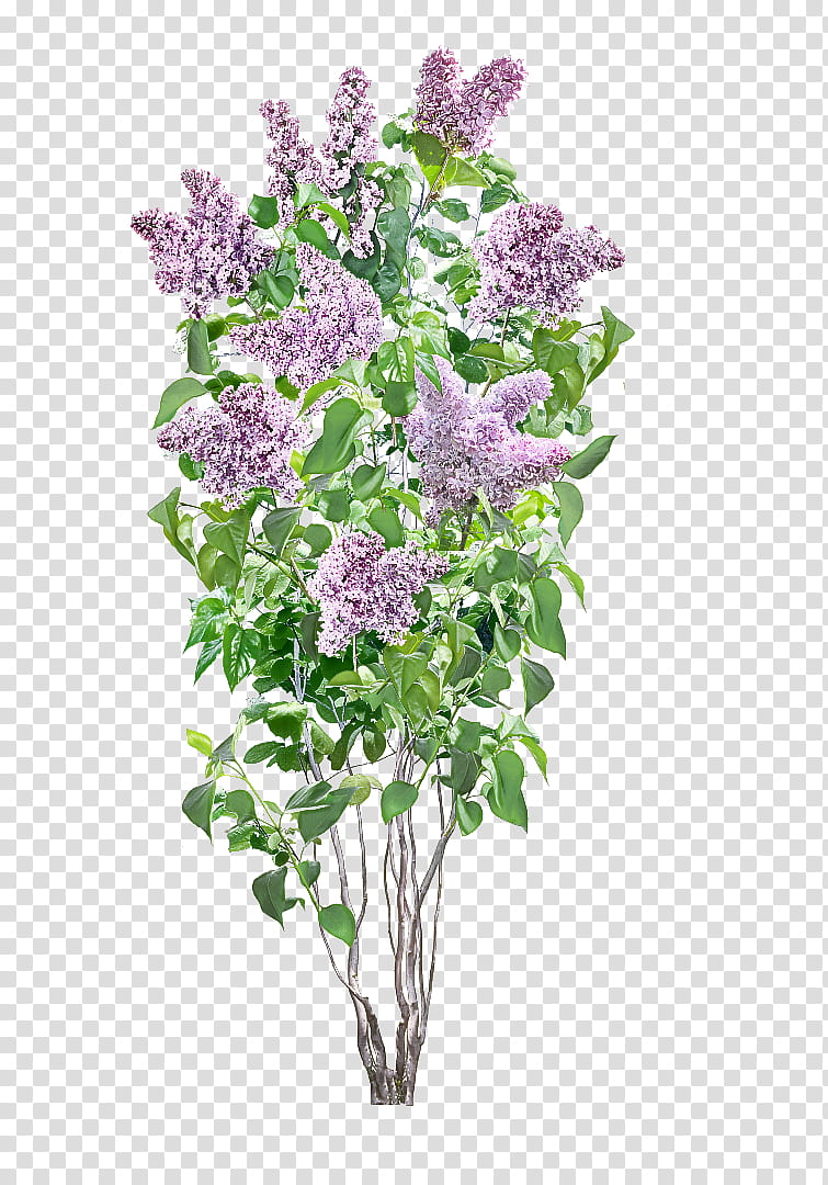 Lavender, Flower, Lilac, Plant, Purple, Violet, Cut Flowers, Buddleia transparent background PNG clipart