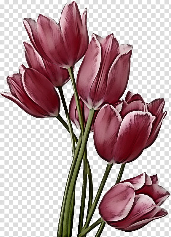 flower petal tulip plant tulipa humilis, Cut Flowers, Purple, Pink, Watercolor Paint, Lily Family, Crocus, Plant Stem transparent background PNG clipart