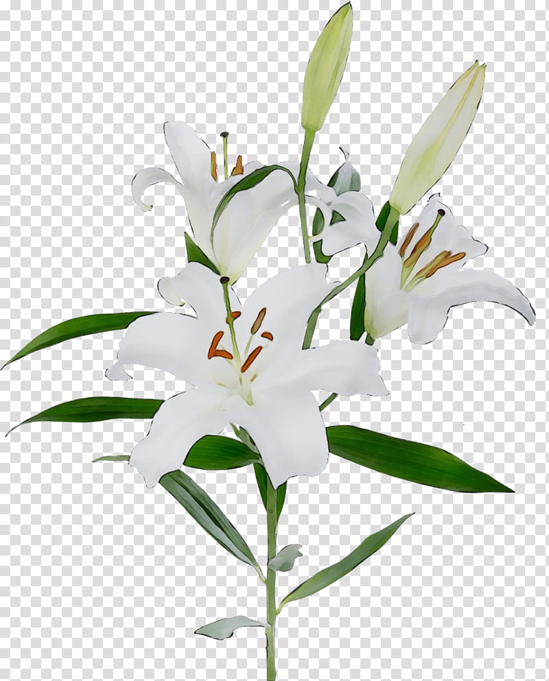 flower lily plant white stargazer lily, Watercolor, Paint, Wet Ink, Cut Flowers, Lily Family, Pedicel, Dendrobium transparent background PNG clipart