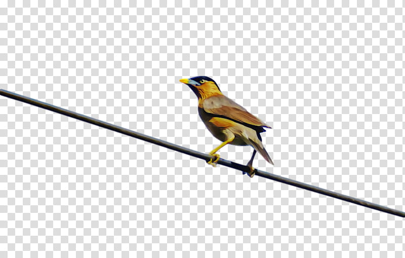 Feather, Finches, Birds, Beak, American Goldfinch, Old World Sparrow, European Robin, Drawing transparent background PNG clipart