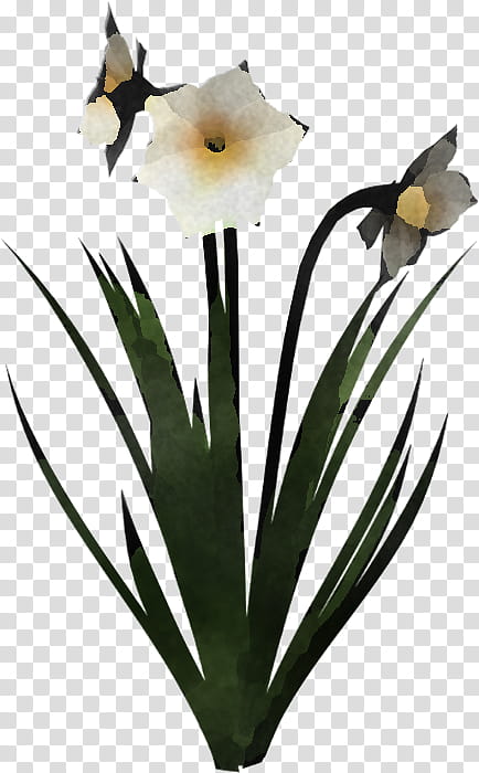 flower plant petal narcissus amaryllis family, Plant Stem, Cut Flowers, Wildflower transparent background PNG clipart