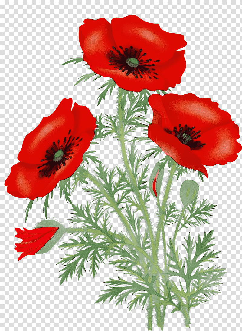 flower oriental poppy poppy california poppy avens, Watercolor, Paint, Wet Ink, Wildflower, Cut Flowers, Watercolor Painting transparent background PNG clipart