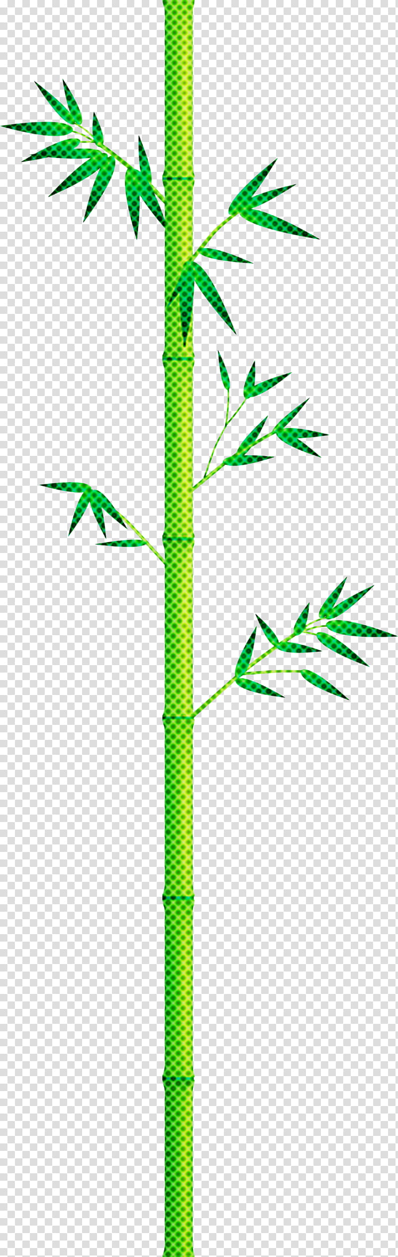 bamboo leaf, Plant Stem, Tree, Flower, Pedicel, Vascular Plant, Hemp Family transparent background PNG clipart