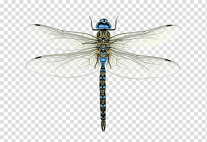 dragonfly broad-bodied chaser damselflies beetles cordulegaster heros, Watercolor, Paint, Wet Ink, Zoology, Insects, Odonata transparent background PNG clipart