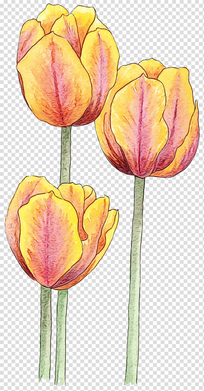 tulip flower petal yellow plant, Watercolor, Paint, Wet Ink, Lady Tulip, Plant Stem, Watercolor Paint, Cut Flowers transparent background PNG clipart