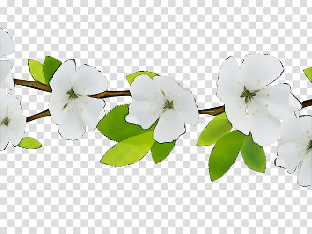 white flower petal branch plant, Watercolor, Paint, Wet Ink, Blossom, Tree, Mock Orange, Impatiens transparent background PNG clipart