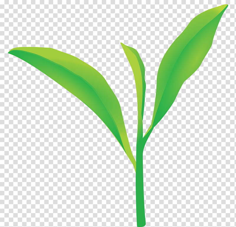 tea leaves leaf spring, Spring
, Green, Lily Of The Valley, Plant, Flower, Plant Stem, Terrestrial Plant transparent background PNG clipart