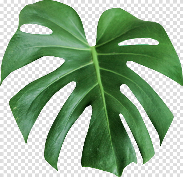 leaf monstera deliciosa green plant flower, Alismatales, Terrestrial Plant, Tree, Arum Family, Houseplant, Anthurium, Perennial Plant transparent background PNG clipart