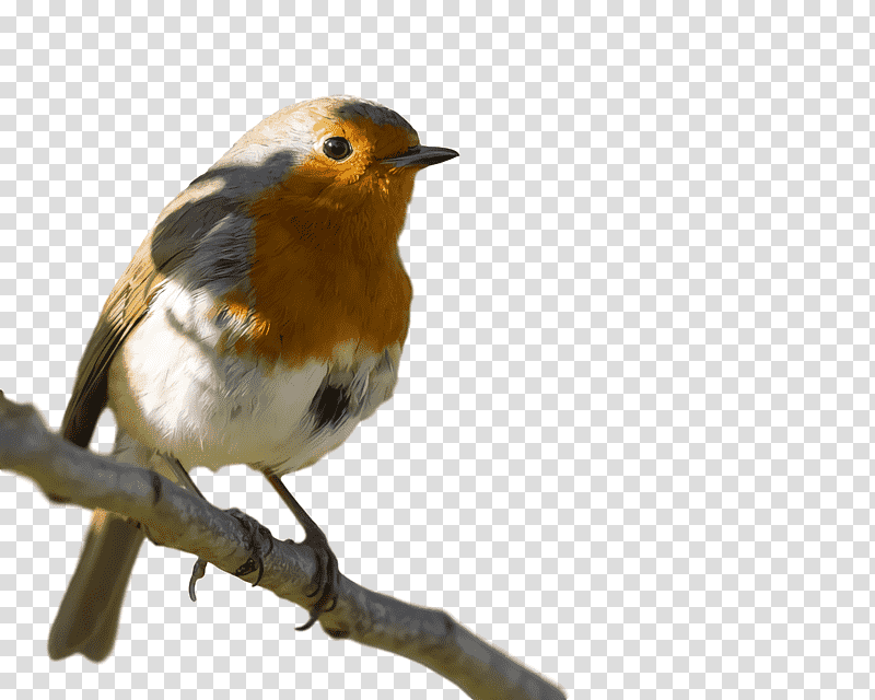 european robin brambling finches common nightingale birds, Beak, Meter, Samsung Galaxy M01, Branching, Passerine, Mobile Phone transparent background PNG clipart