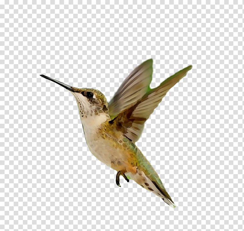 Hummingbird, Watercolor, Paint, Wet Ink, Rufous Hummingbird, Beak, Rubythroated Hummingbird, Wing transparent background PNG clipart