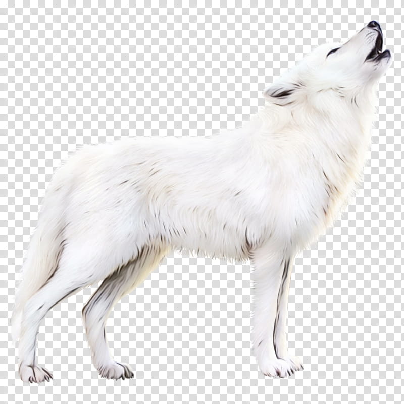 canadian eskimo dog white swiss shepherd dog arctic fox alaskan tundra wolf, Watercolor, Paint, Wet Ink, Fur, Tail, Breed transparent background PNG clipart