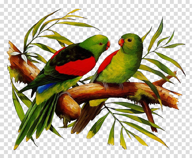 Lovebird, Watercolor, Paint, Wet Ink, Loriini, Rainbow Lorikeet, Parakeet transparent background PNG clipart