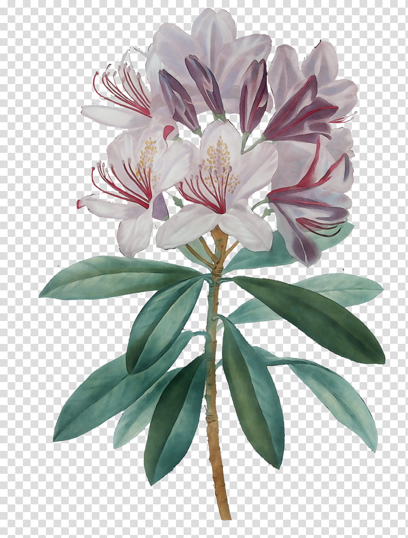 Floral design, Watercolor, Paint, Wet Ink, Petal, Flower, Plant Stem, Lily Of The Incas transparent background PNG clipart