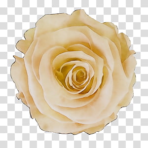 Rose transparent background PNG cliparts free download