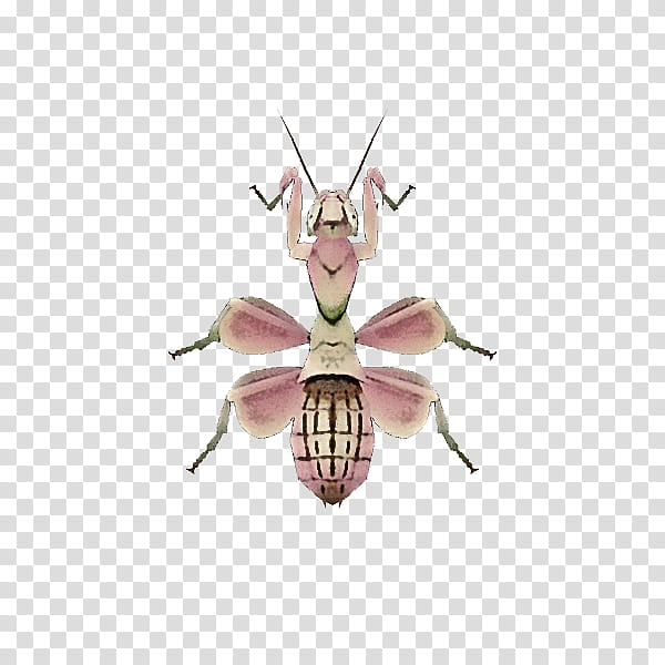 animal crossing: new horizons insect lepidoptera orchid mantis animal crossing: city folk, Animal Crossing New Horizons, Animal Crossing City Folk, Animal Crossing Wild World, European Mantis, Animal Crossing New Leaf, Great Purple Emperor, Violin Beetle transparent background PNG clipart