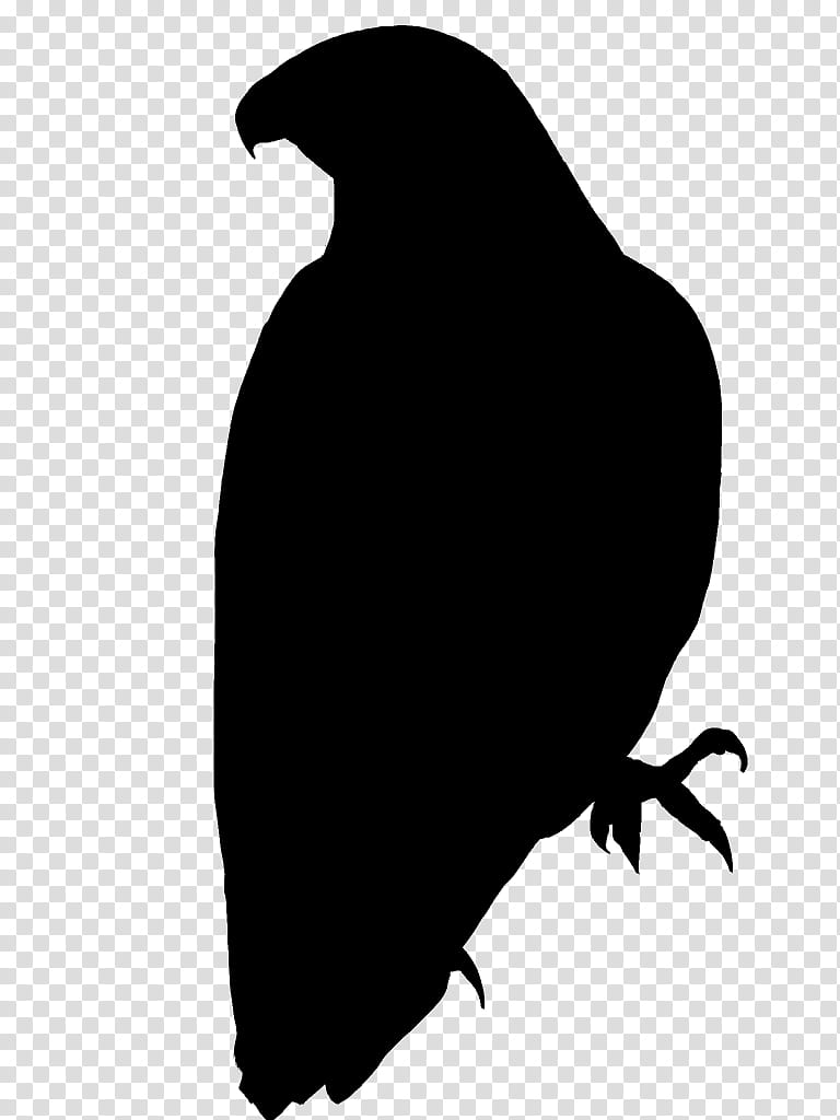 Bird Silhouette, Beak, Black M, Crow, Blackandwhite, Raven transparent background PNG clipart