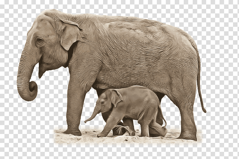 Indian elephant, African Elephants, Snout, Certainty, Operating System, Holiday, Year transparent background PNG clipart