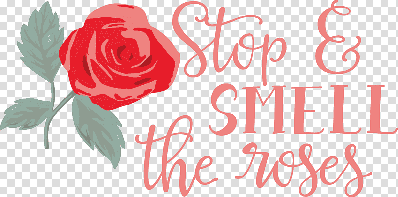 Rose Stop and Smell the Roses, Floral Design, Garden Roses, Cut Flowers, Greeting Card, Petal, Rose Family transparent background PNG clipart