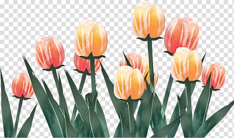 Orange, Flower, Tulip, Petal, Lady Tulip, Plant, Plant Stem, Cut Flowers transparent background PNG clipart