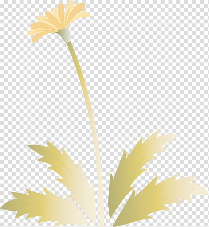 Dandelion flower easter day flower spring flower, Plant, Yellow, Leaf, Oxeye Daisy, Camomile, Plant Stem, Gerbera transparent background PNG clipart